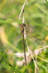 Lestes virens