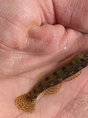 Etheostoma flabellare