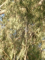 Eucalyptus paniculata