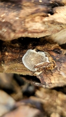 Datronia mollis