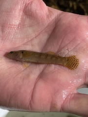 Etheostoma flabellare