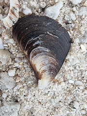 Mytilus galloprovincialis