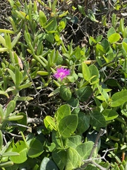 Carpobrotus dimidiatus