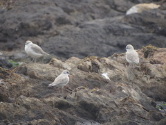Charadrius marginatus