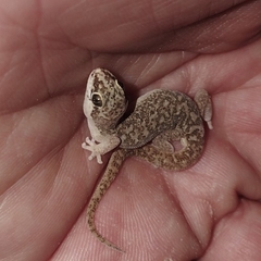 Pachydactylus