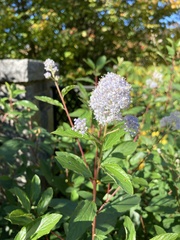 Ceanothus americanus