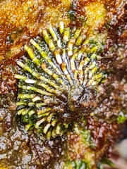 Scutellastra granularis