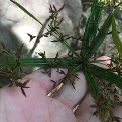 Cyperus diffusus