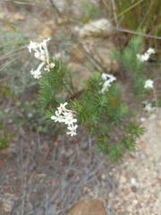Gnidia pinifolia