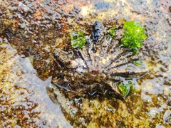 Scutellastra longicosta