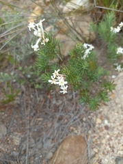 Gnidia pinifolia