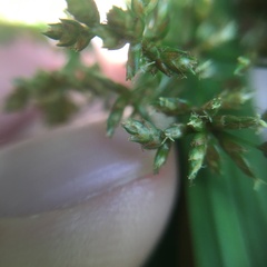 Cyperus diffusus