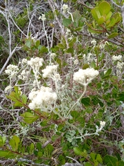 Helichrysum crispum