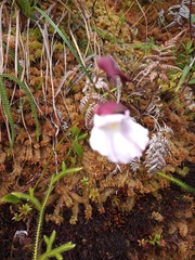 Utricularia unifolia