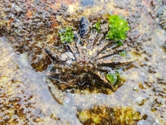 Scutellastra longicosta