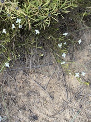 Lachnaea
