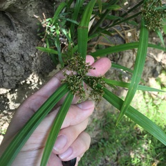 Cyperus diffusus
