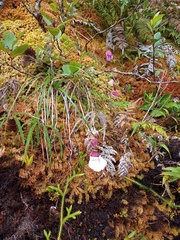 Utricularia unifolia