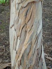 Eucalyptus leucoxylon