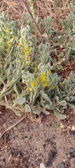 Tetragonia decumbens