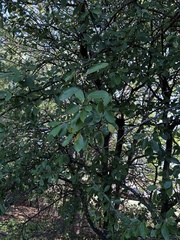 Sideroxylon lanuginosum