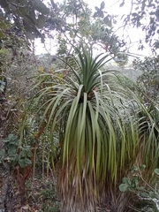 Beaucarnea