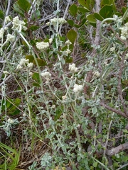 Helichrysum crispum