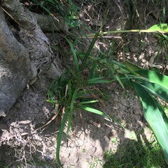 Cyperus diffusus