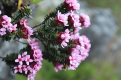 Sonderothamnus petraeus