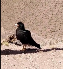 Daptrius megalopterus