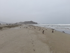 Leucophaeus modestus