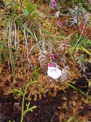 Utricularia unifolia