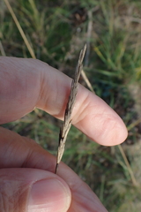 Elymus athericus