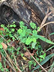 Phyllanthus urinaria