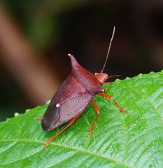 Taurocerus edessoides