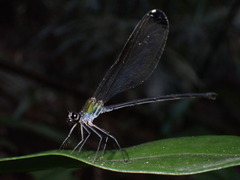 Psolodesmus mandarinus dorothea