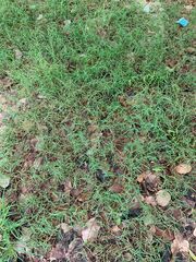 Callitriche palustris