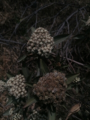 Baccharis latifolia