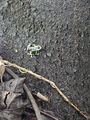 Dendrobates truncatus
