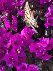 Papilio multicaudata multicaudata