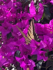 Papilio multicaudata multicaudata