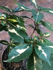Graptophyllum