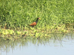 Jacana jacana