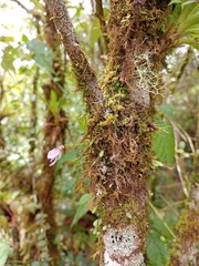 Utricularia jamesoniana