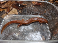 Gyrinophilus porphyriticus