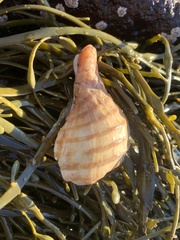 Neptunea decemcostata