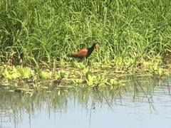 Jacana jacana