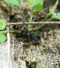 Gnaphosidae