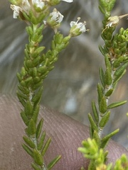 Agathosma