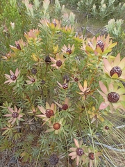 Leucadendron sessile